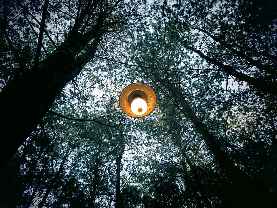 trees, nature, forest, lamp, light, electricity, outdoors, plant HD wallpaper