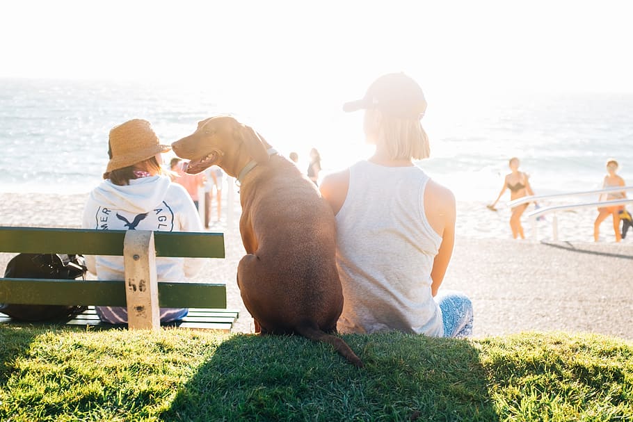 short-coated brown dog sit beside person wearing white tank top near beach during daytime, woman sits together with brown dog in front of sea at daytime