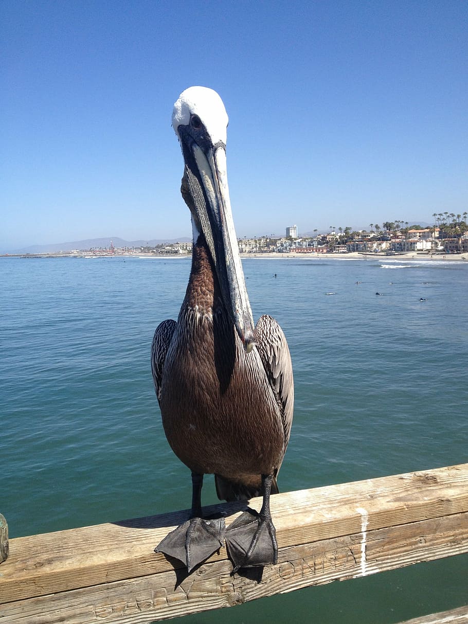 pelican, bird, nature, wildlife, animal, beak, pelecanus, sea, HD wallpaper
