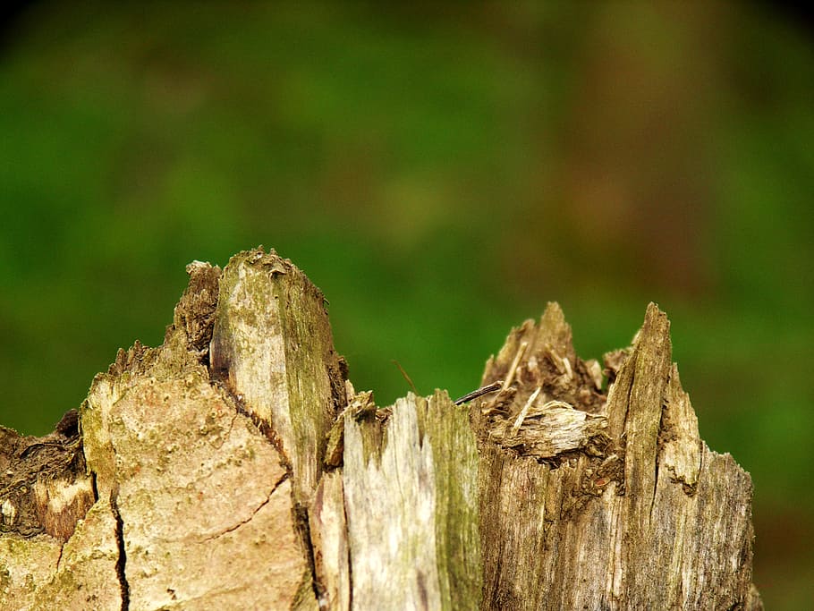 log, morsch, old, lazy, rotten, tiefenschärfe, tree stump HD wallpaper