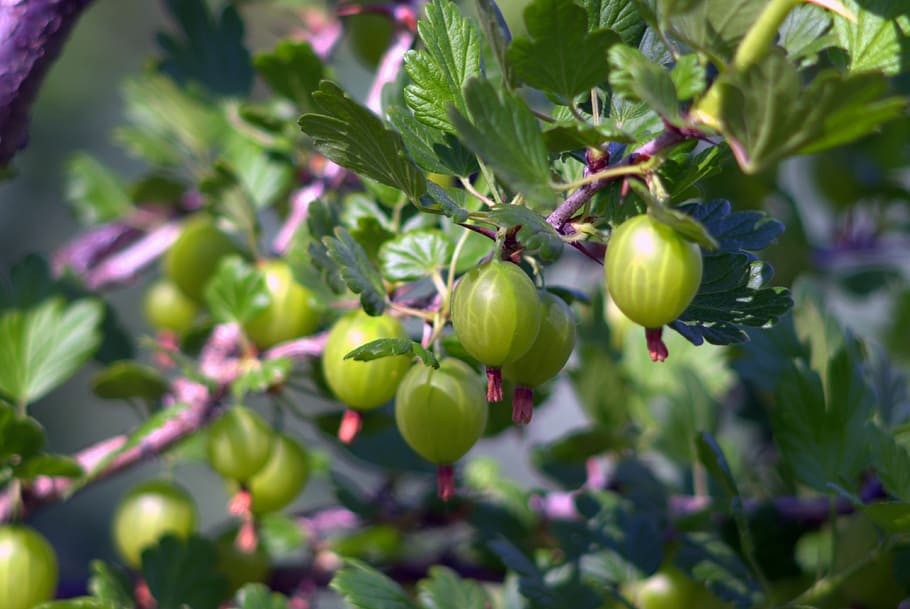 gooseberry, fruit, lean, green, garden, sad, nature, plant HD wallpaper