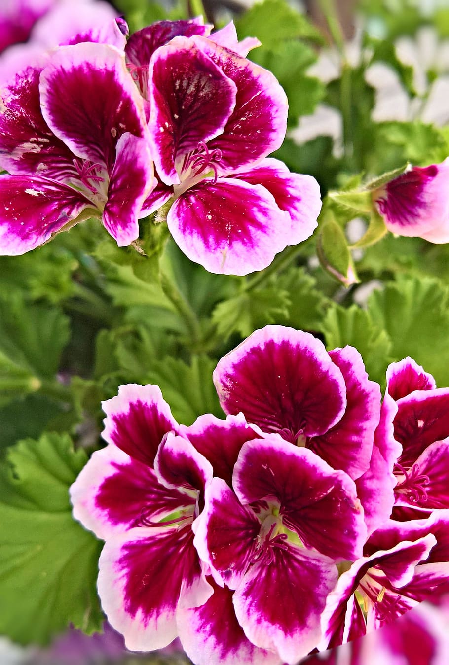 Flower, Scented Geranium, flowers, purple, white, fragrant HD wallpaper