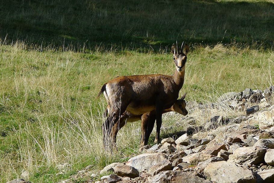 chamois, animals, mountain, animal themes, mammal, one animal HD wallpaper