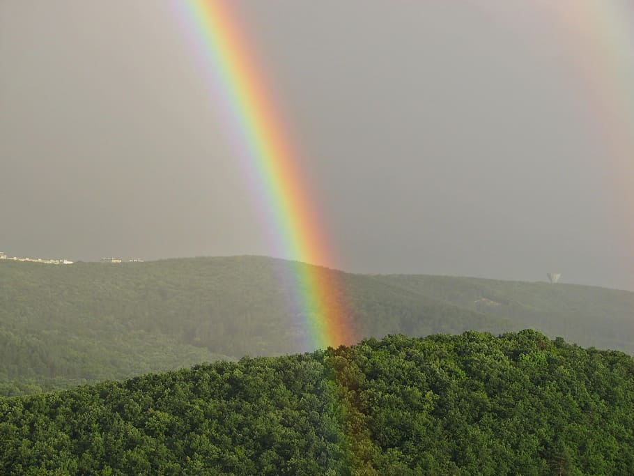 rainbow and green leaf trees at daytime, sky, wood, forest HD wallpaper