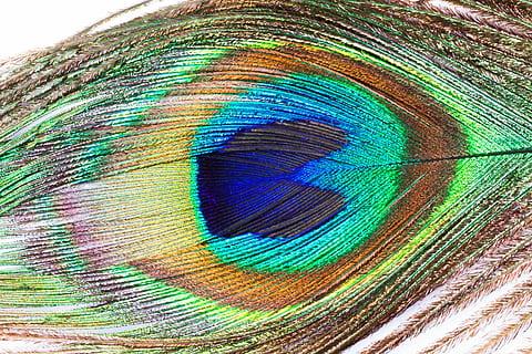 closeup of peacock feather's eye, green, blue, brown, beige HD wallpaper