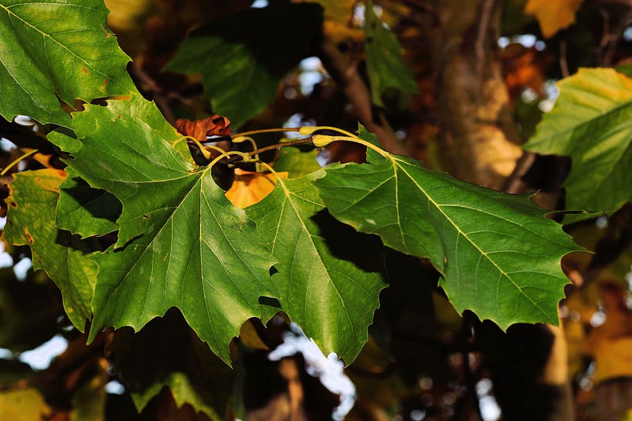 Maple Tree, Maple Leaves, autumn, maple leaf, fall color, green HD wallpaper