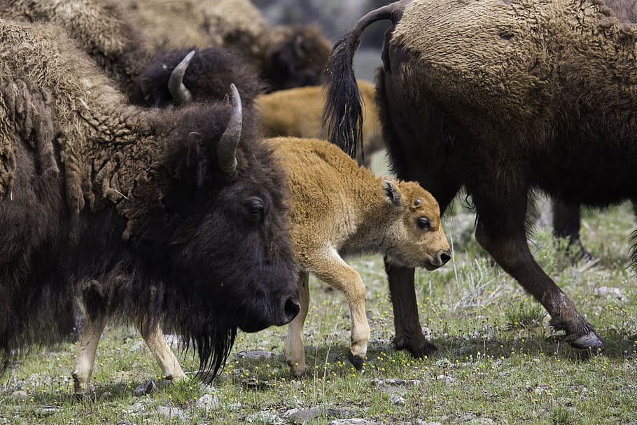buffalo, bison, american, west, icon, brown, fur, herd, prairie HD wallpaper