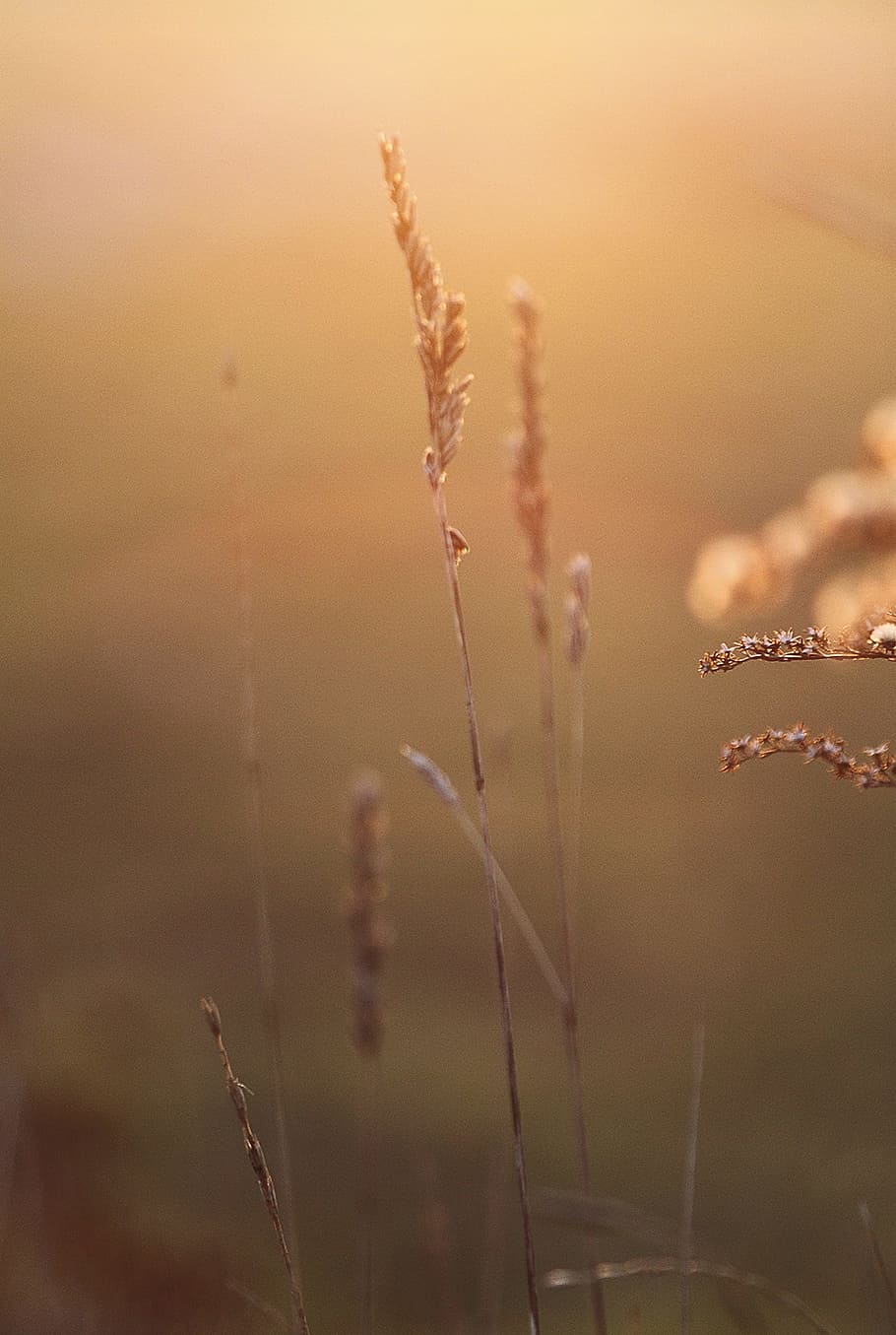 Grass, March, Nature, Sunny, the background, vegetation, sunny day HD wallpaper