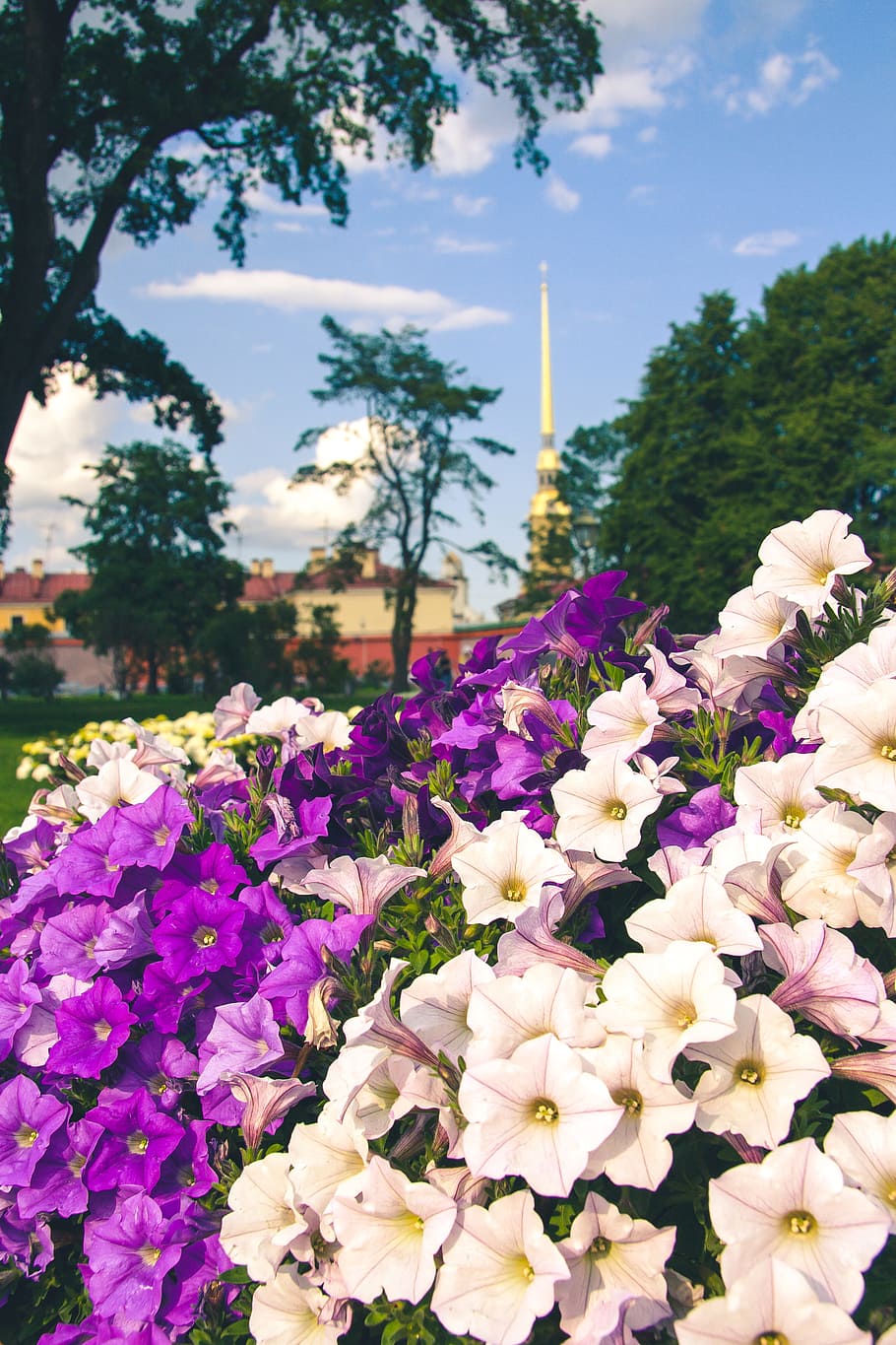 nature, sky, clouds, flowers, bloom, blooming, blossom, blur HD wallpaper