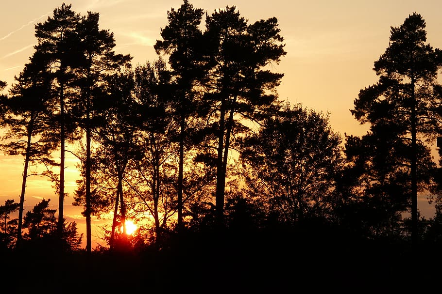 afterglow, trees, sky, sunset, evening sky, plant, silhouette HD wallpaper