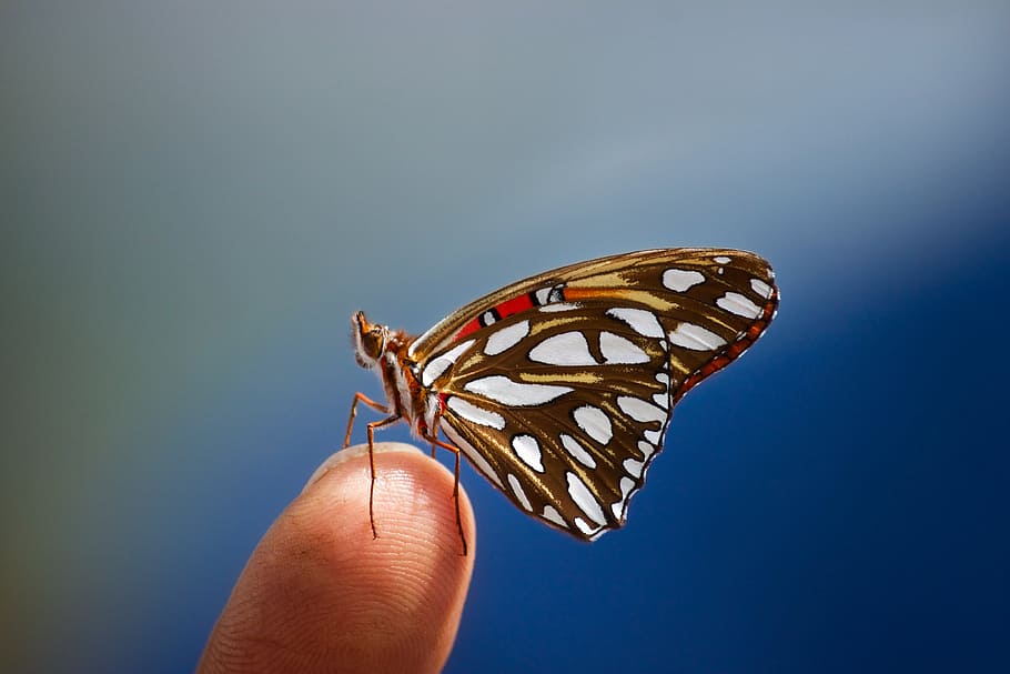 close-up photo of butterfly, insect, spring, nature, summer flowers HD wallpaper