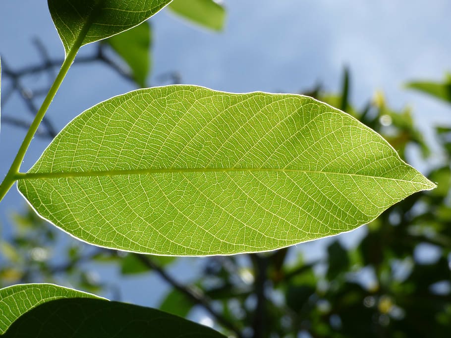 photography green leaf plant, translucent, nerves, detail, texture HD wallpaper