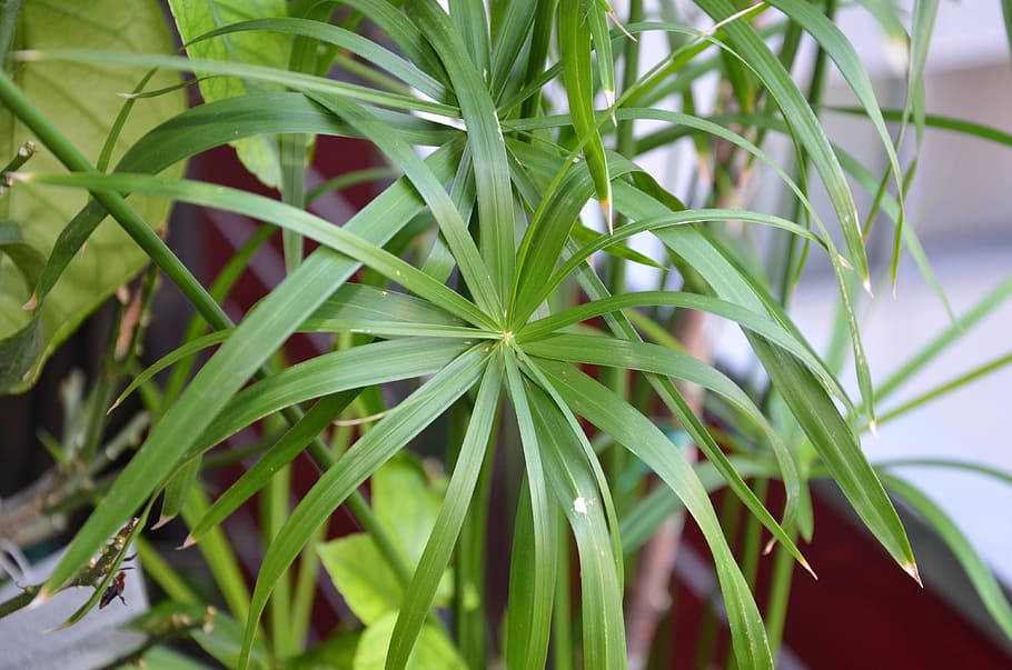 papyrus, always green, nature, plant, plant part, leaf, growth HD wallpaper
