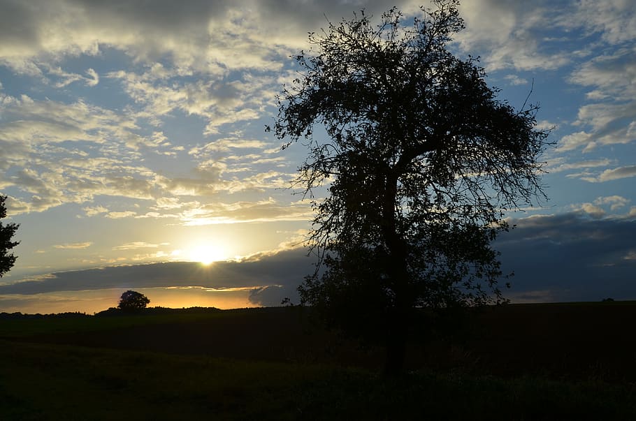 Tree, Sunset, Silhouette, abendstimmung, mood, loneliness, nature HD wallpaper