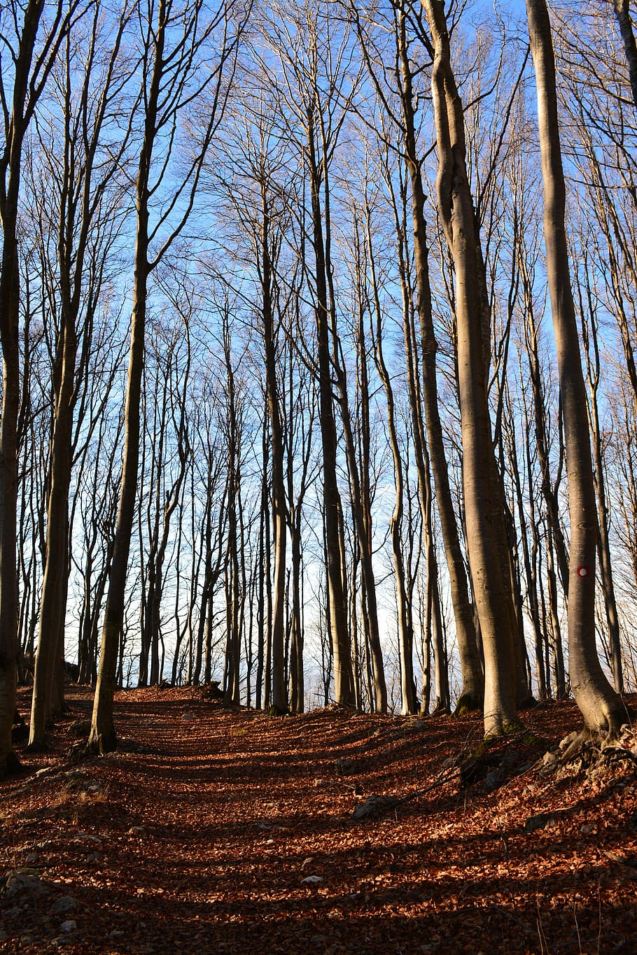Wood, Trees, Forest, Path, Hike, nature, bare tree, outdoors HD wallpaper
