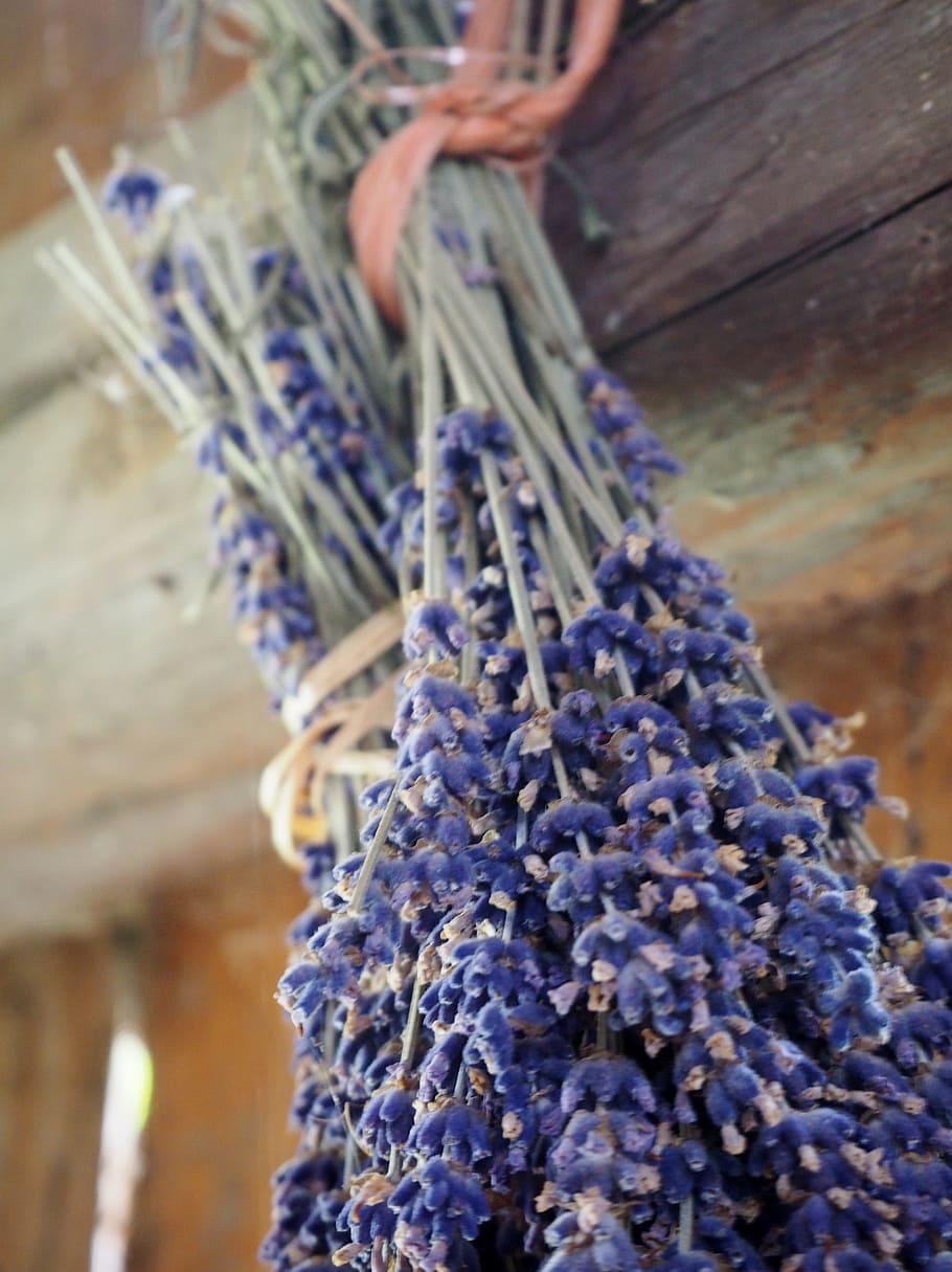 close up photo of blue petaled flowers, lavender, herb, dry HD wallpaper