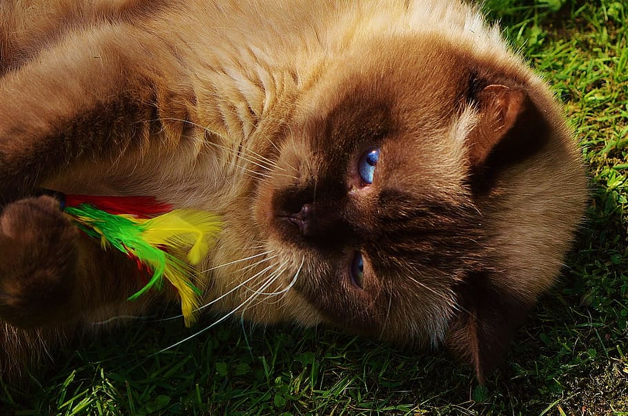 british shorthair, cat, play, mieze, thoroughbred, dear, fur HD wallpaper