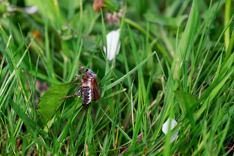 black insect on green grass field, maikäfer, beetle, animal, HD wallpaper