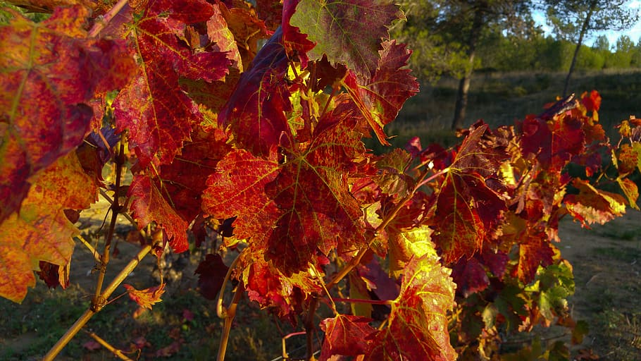 fall, vine, vineyard, vine leaves, autumn, leaf, nature, season HD wallpaper