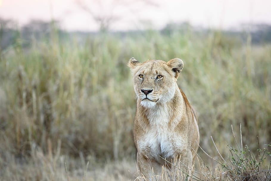 photo of white and brown lion on grass, shallow focus photo of lioness, HD wallpaper
