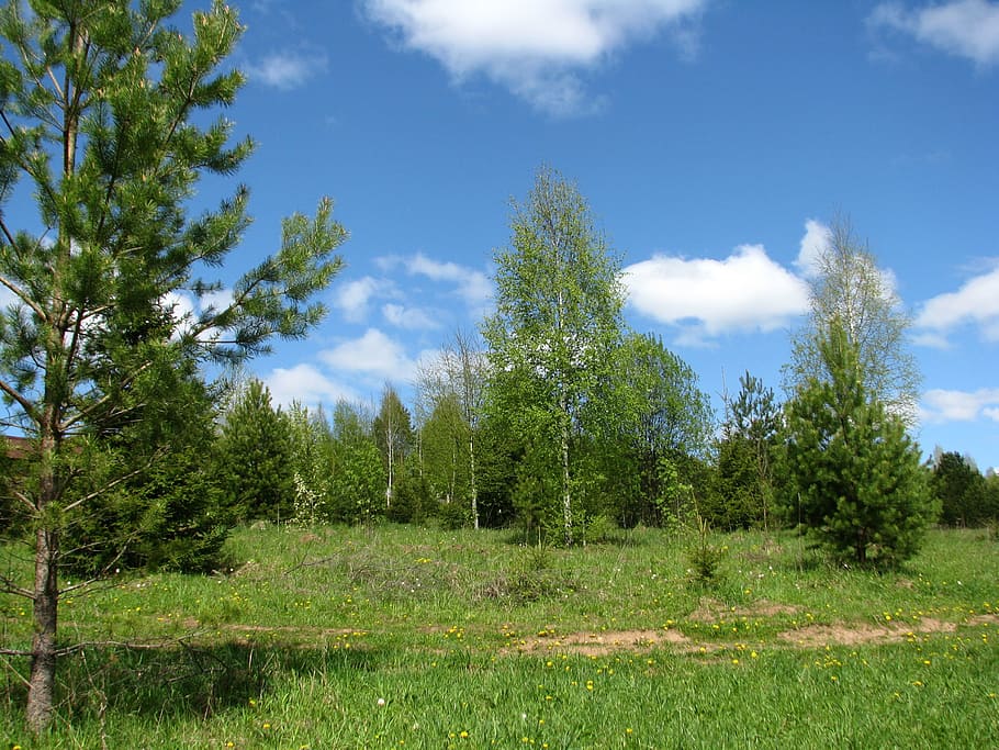 summer, forest, blue sky, sun, nature, grass, fringe, tree HD wallpaper