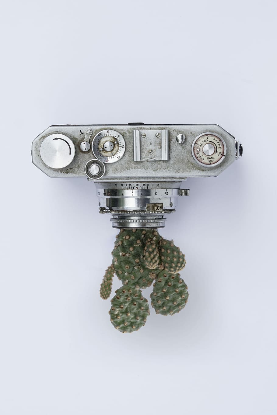 gray point-and-shoot camera near cactus, gray SLR camera with green cactus HD wallpaper