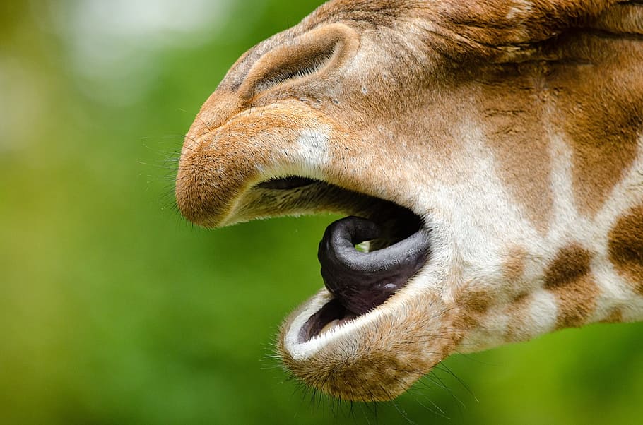 rothschild giraffe, tongue, mouth, macro, mammal, close up