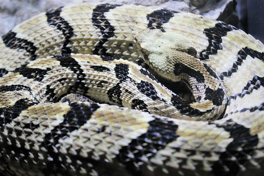 snakes, animals, serpent, one animal, reptile, animal themes HD wallpaper