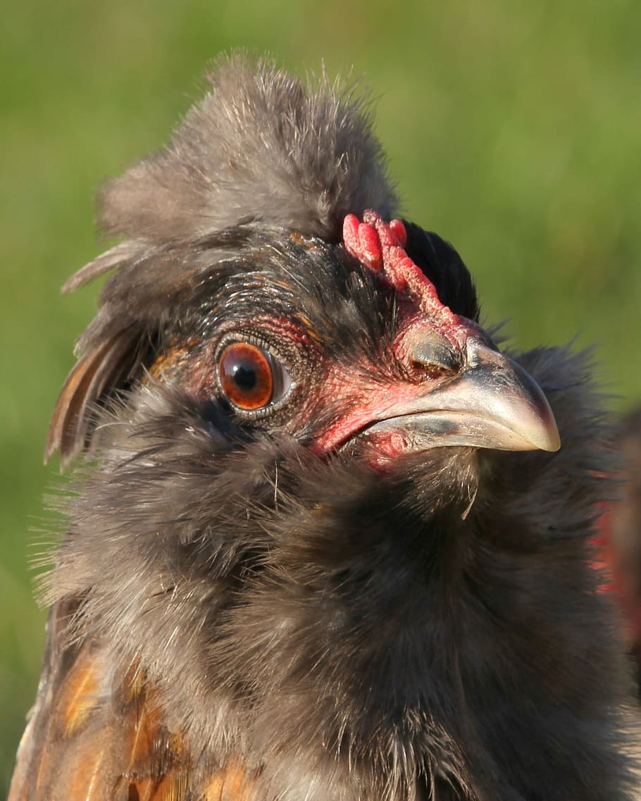 Chicken, Hen, Poultry, Free Range, easter-egger, bird, grey HD wallpaper