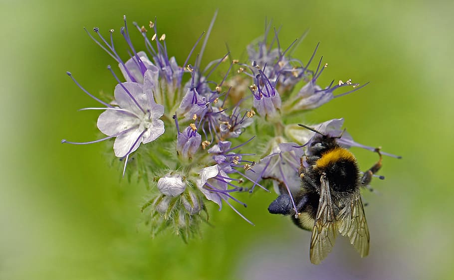 bee, wing, insect, nature, close, macro, pollen, animal, nectar HD wallpaper