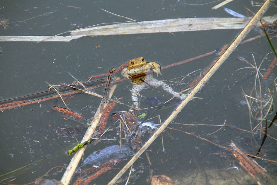 common toad, pond, spawn, toad migration, nature, amphibians HD wallpaper