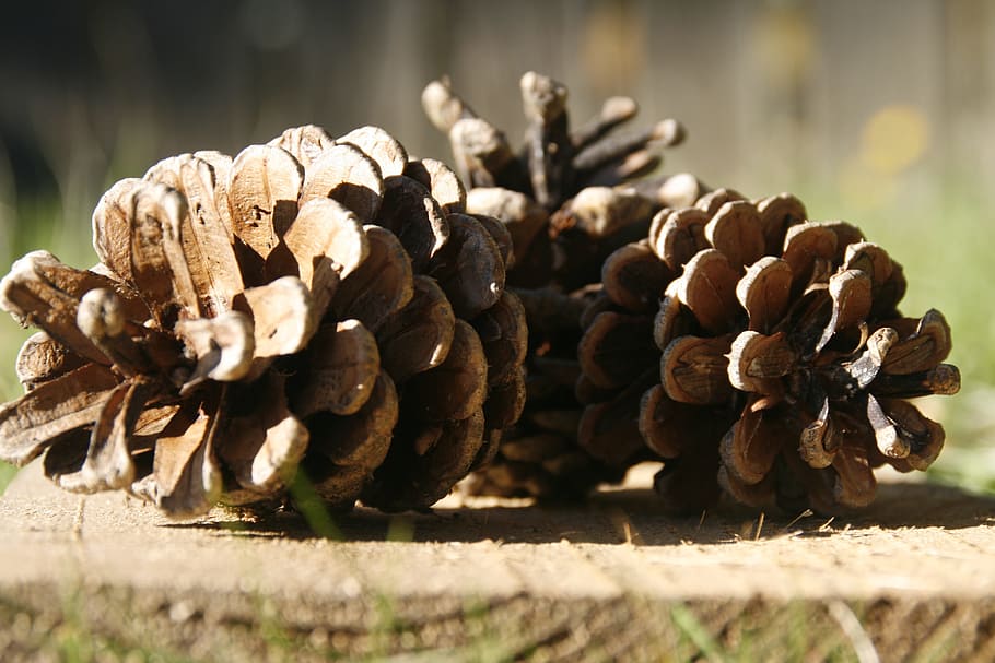 pine cones, wood, seed, forest, tree, food, selective focus HD wallpaper