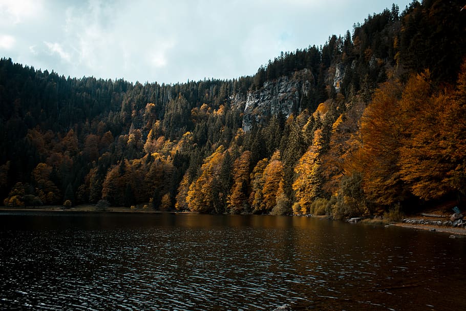 Autumnish Feldsee, landscape photography of orange and green leafed trees, HD wallpaper