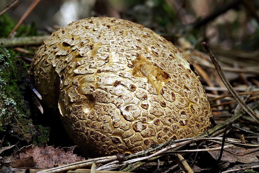 fuzz-ball, mushroom, large, macro, the collection of, forest HD wallpaper