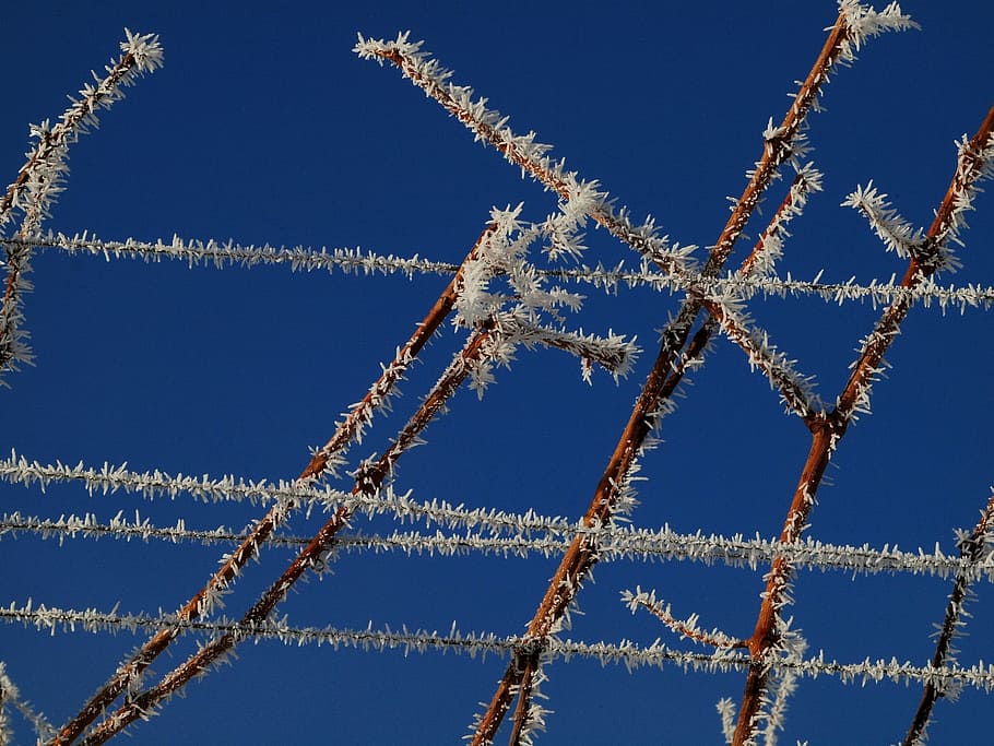 vines, winter, forestry, cold, eiskristalle, iced, aesthetic HD wallpaper