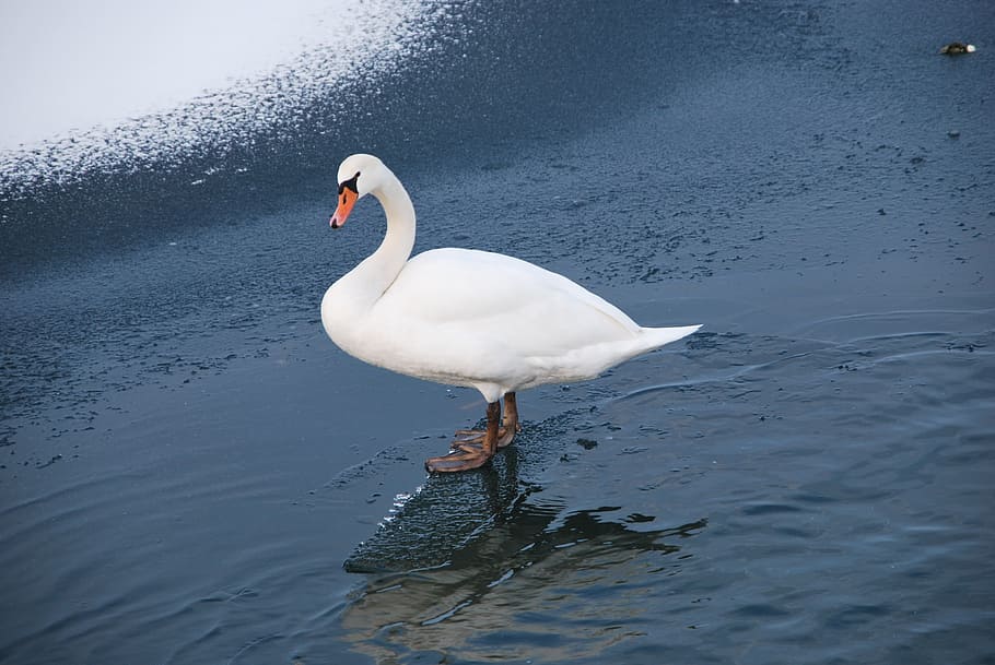 swan, lake, winter, walking, ice, snow, water, animal, bird HD wallpaper