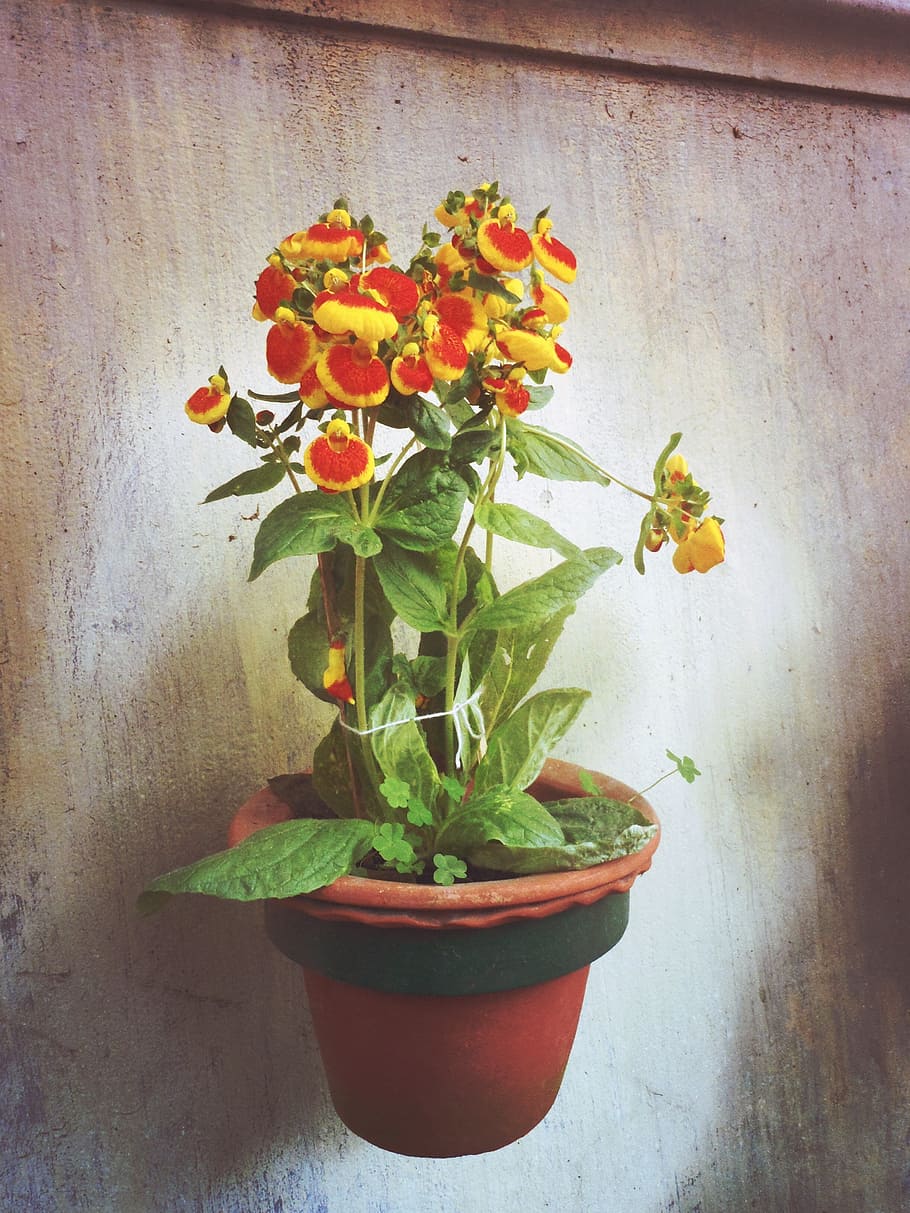 flowers, plant, pot, potted plant, growth, wall - building feature HD wallpaper