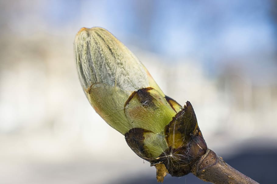 nature, tree, spring, bud, branch, macro, details, krupnyj plan HD wallpaper