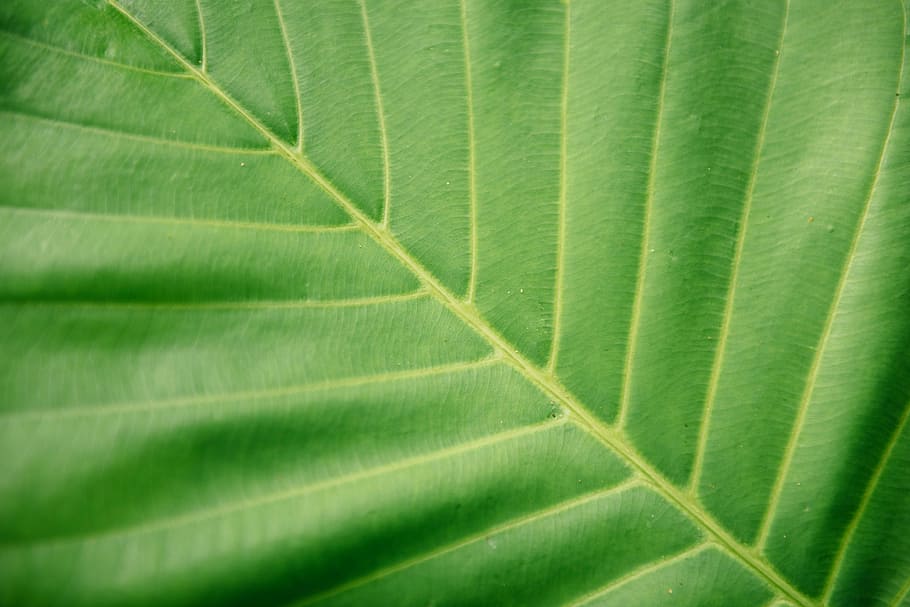 close up photo of green leaf, green leaf, foliage, plant part HD wallpaper