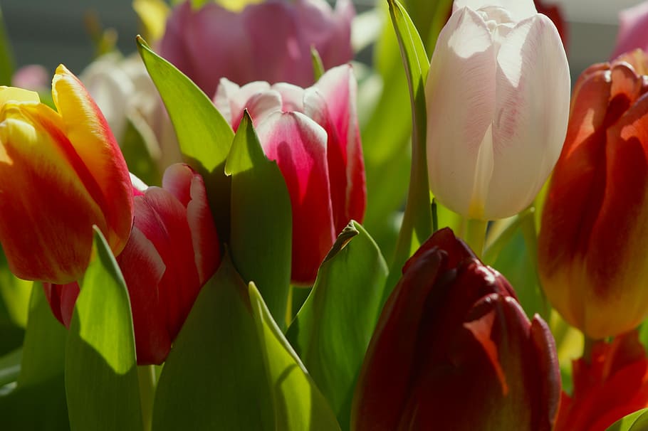 tulips, strauss, sun, spring, colorful, flowers, beautiful, HD wallpaper