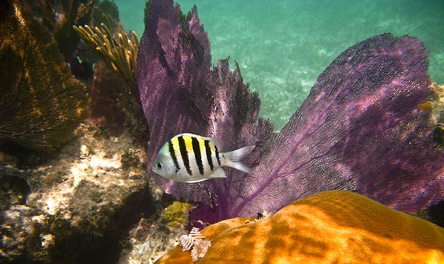 white, yellow, and black swimming fish near corals, reef, sergeant major HD wallpaper