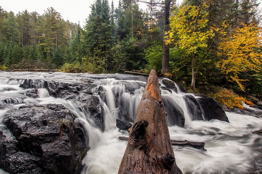 stream, water, nature, pine, trees, plants, forest, wood, rocks HD wallpaper