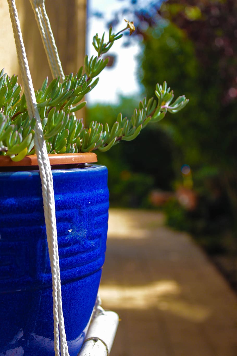 Plant, Spring, Garden, plants, green, flowerpot, potted plant HD wallpaper