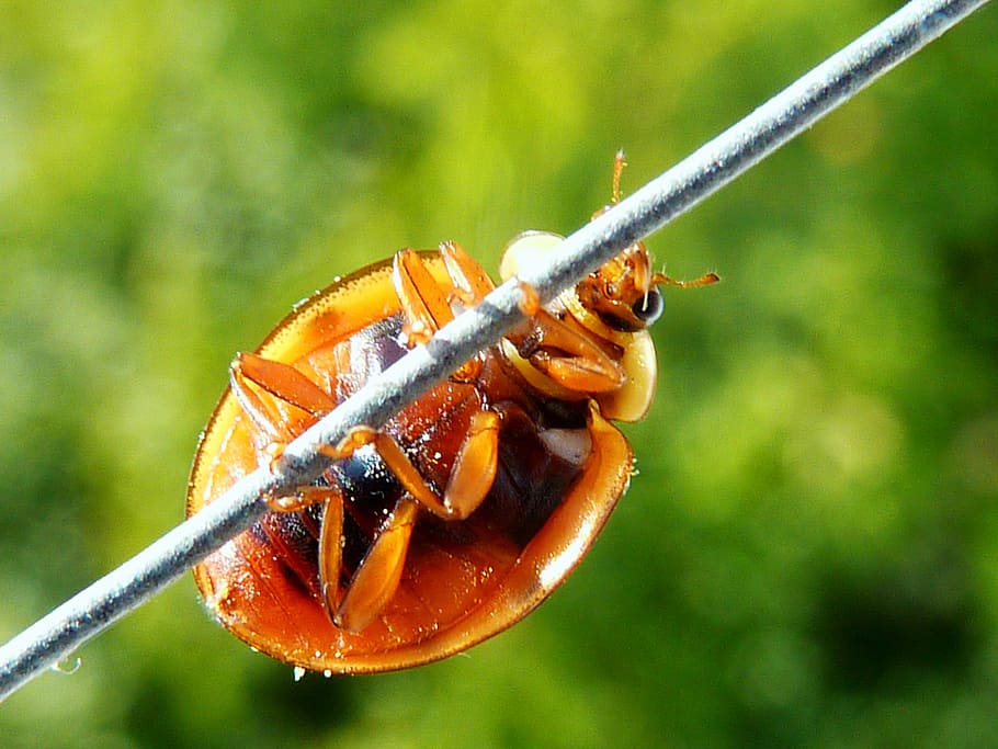 yellow, luck, lucky charm, lucky ladybug, green, harmonia axyridis