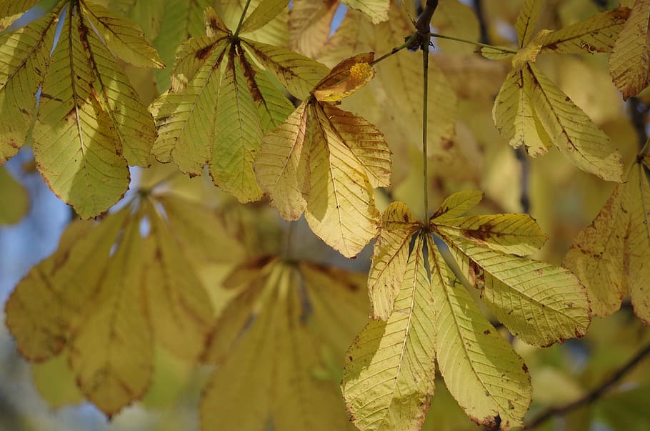 foliage, autumn, yellow, tree, nature, the splendor of the HD wallpaper