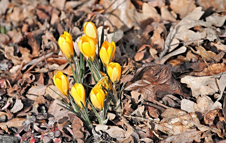 close-up photography of yellow flowers on brown grass, crocus HD wallpaper