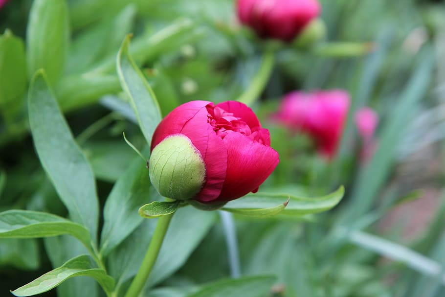 peony, peony red, peony button, spring-flowering, red flower HD wallpaper