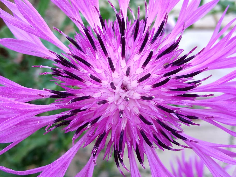 flower, plant, nature, spring, garden, summer, floral, green HD wallpaper