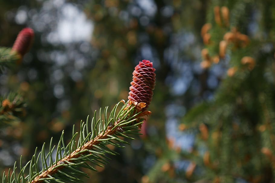 pine, cone, pinecone, tree, branch, fir, nature, plant, growth HD wallpaper