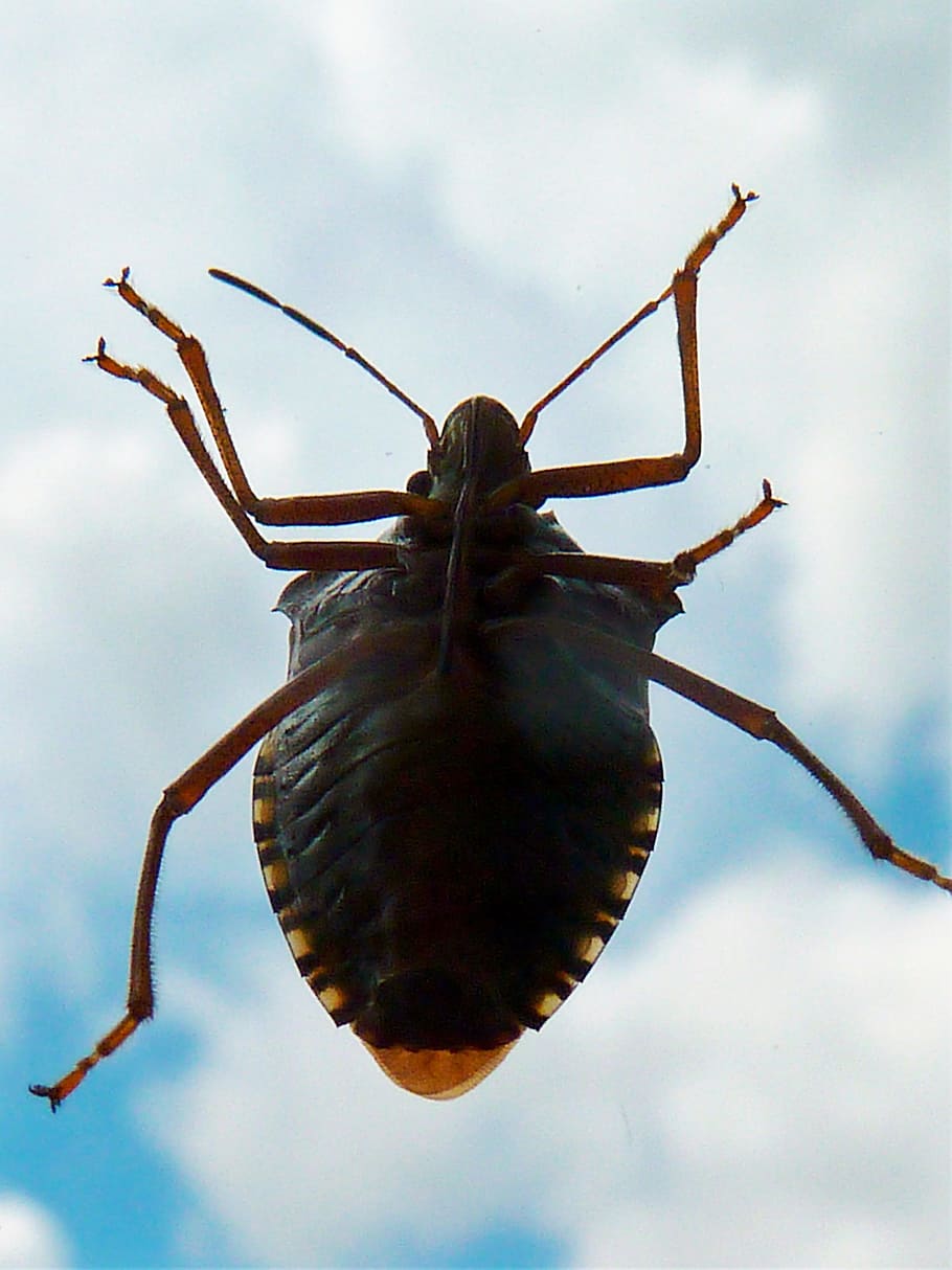 insect, chinch bugs, field bugs, aelia acuminata, stink bugs.